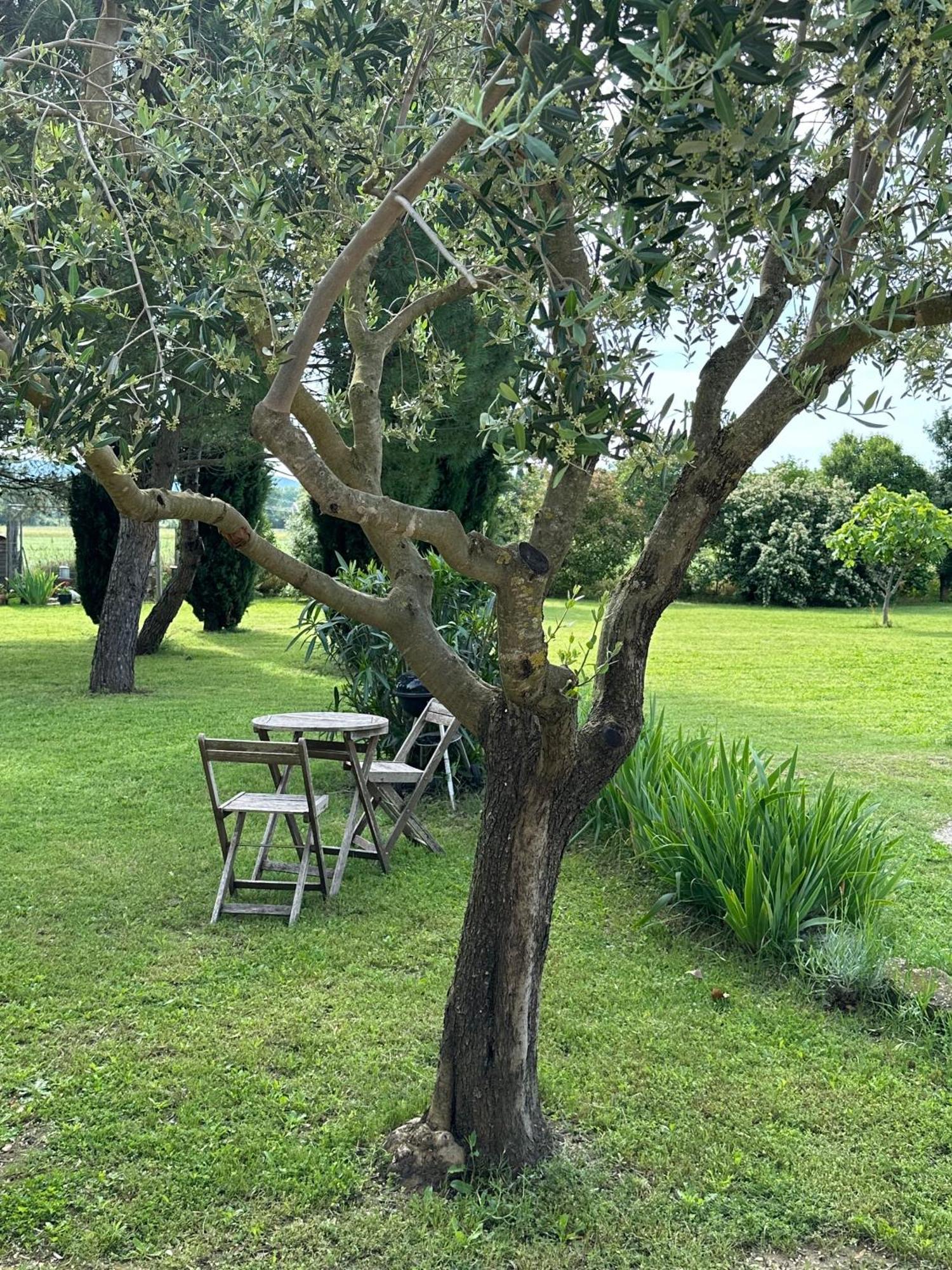 Maisonnette Independante Au Calme Dans Un Grand Jardin Châteauneuf-du-Rhône Eksteriør bilde